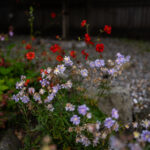 2025124期双色球开奖结果最新公布 4qluln3u