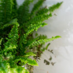 2025113期双色球开奖结果查询与中奖号码公布 awegj4w