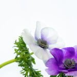 432kj开奖结果最新公布,今日中奖号码全面揭晓 obpkz